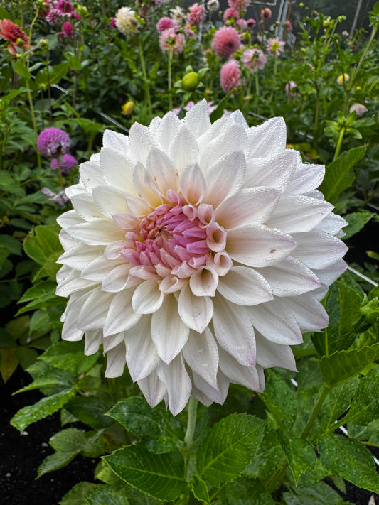 Bloomquist Compare Dahlia Tuber Limit 1