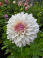 Bloomquist Compare Dahlia Tuber Limit 1