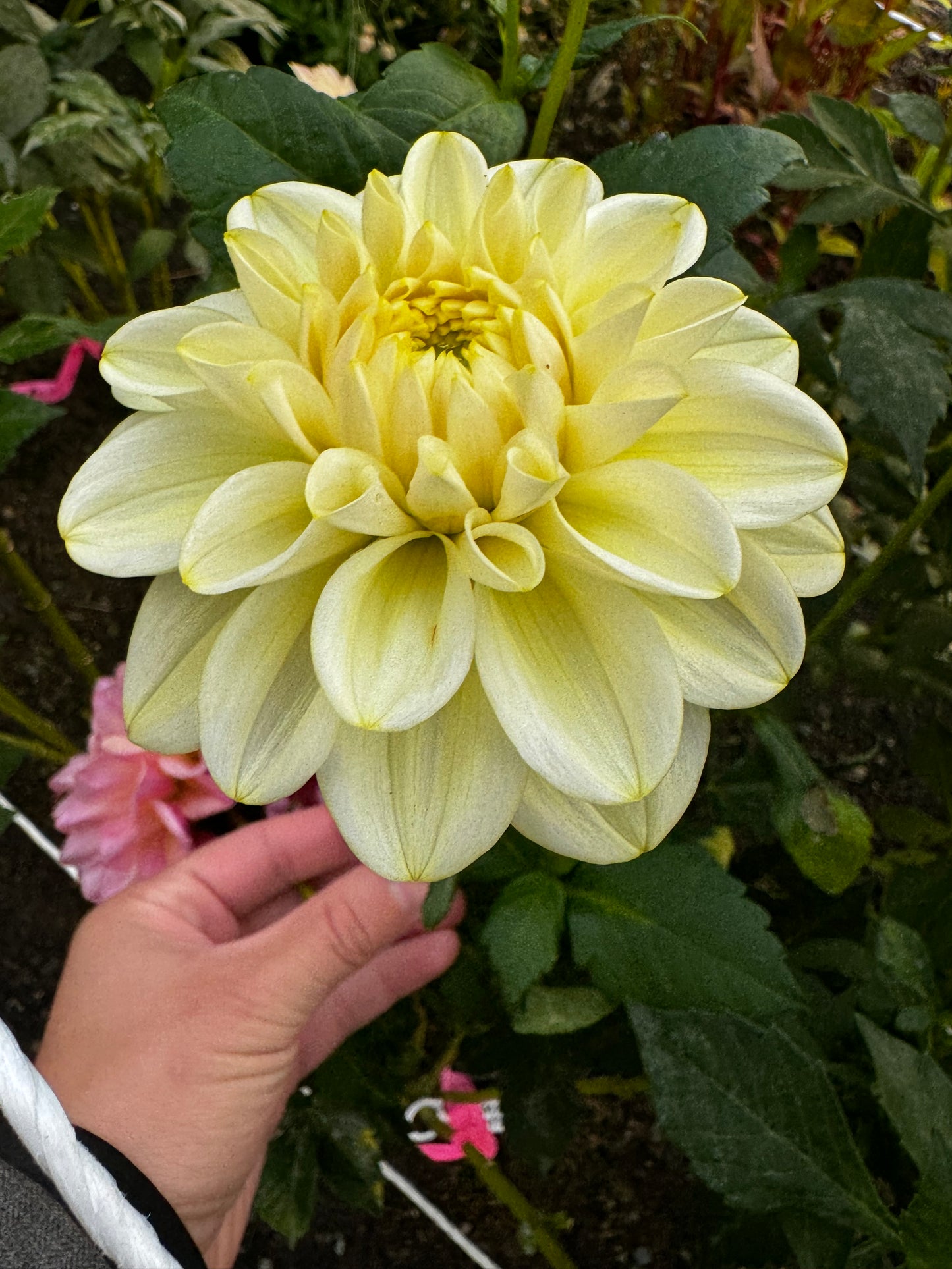 Caramel Antique Dahlia Tuber