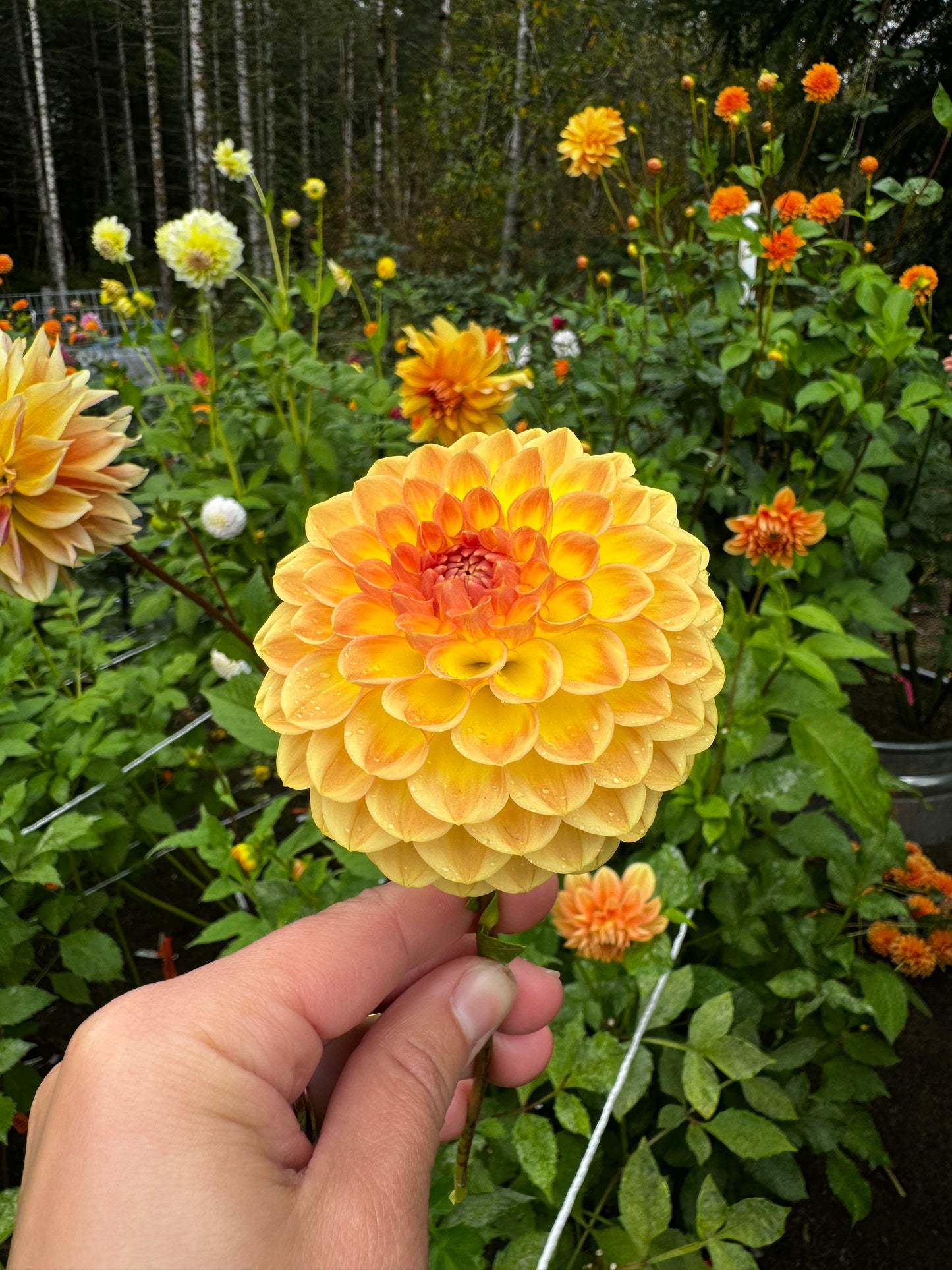 Blytons Softer Gleam Dahlia Tuber