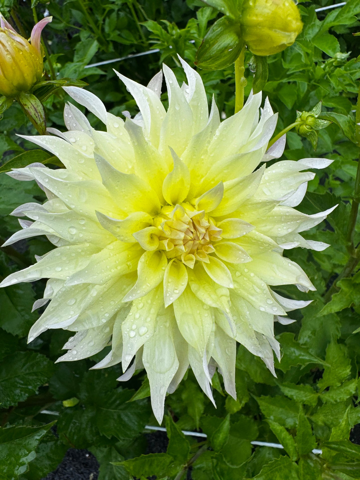 Lakeview Blush Dahlia Tuber