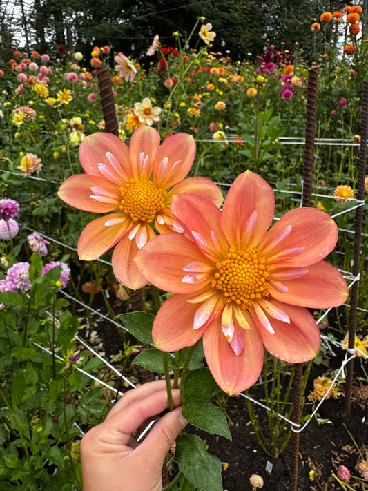 Jacs Butterscotch Dahlia Tuber