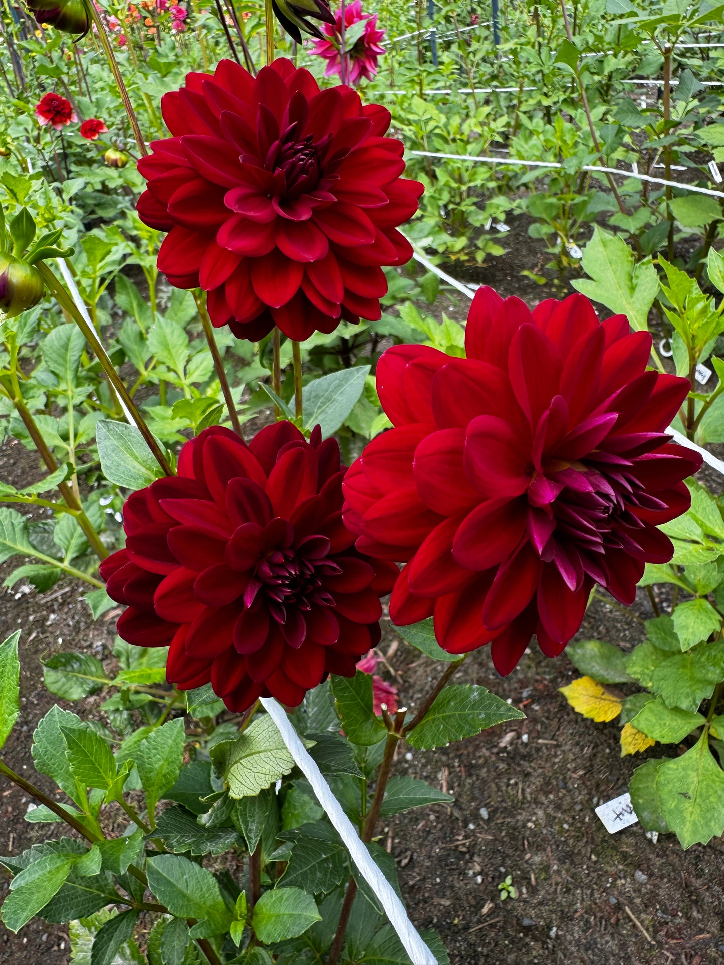 Arabian nights Dahlia Tuber