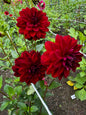 Arabian nights Dahlia Tuber