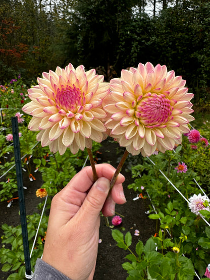 Valley Porcupine Dahlia Tuber