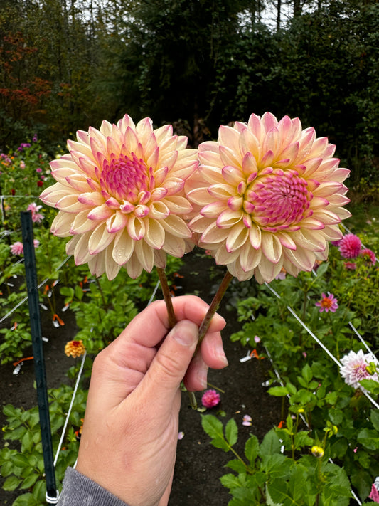 Valley Porcupine Dahlia Tuber