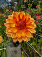 Peach Bud Dahlia Tuber