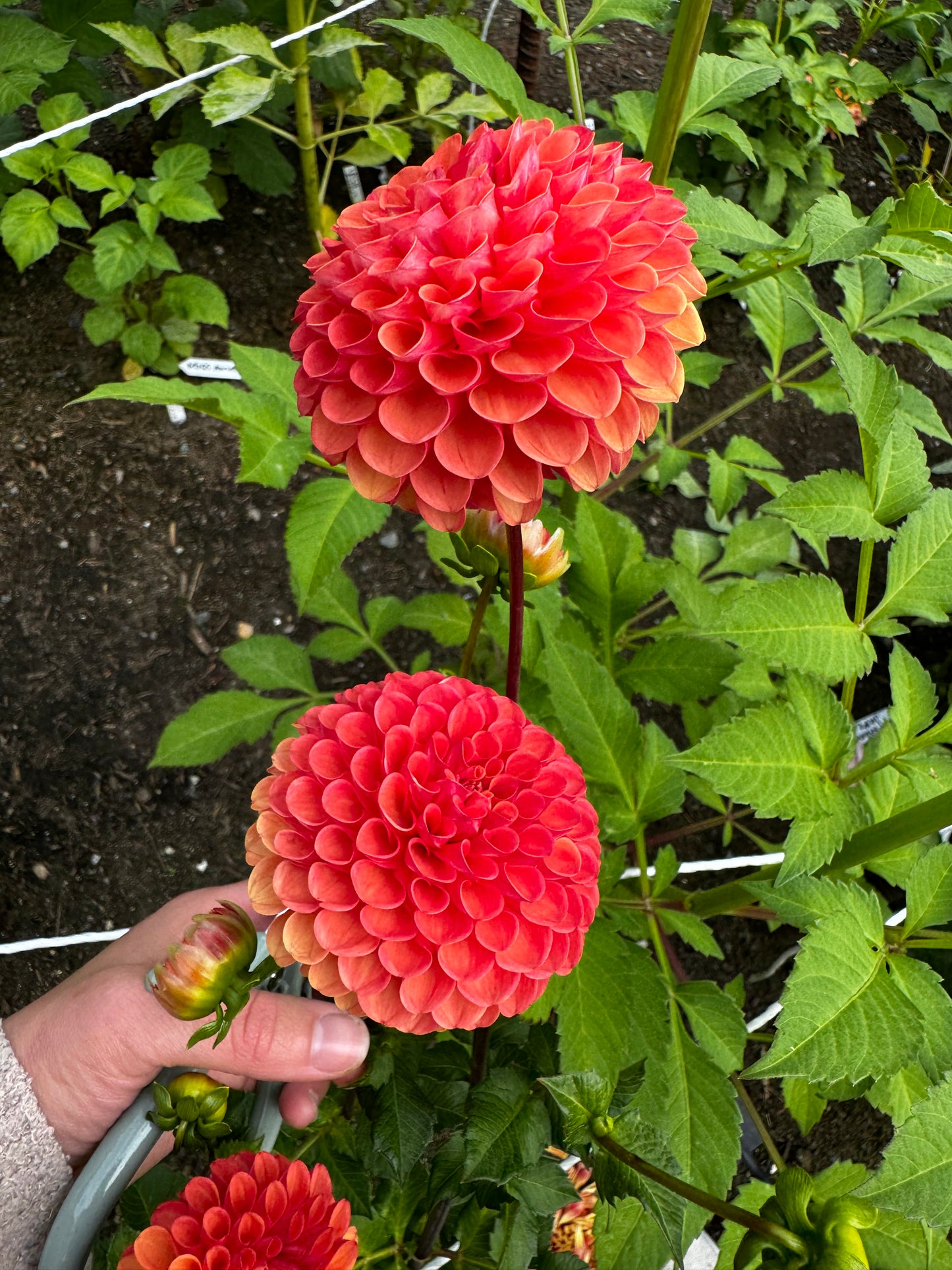 Valley Rust Bucket Dahlia Tuber