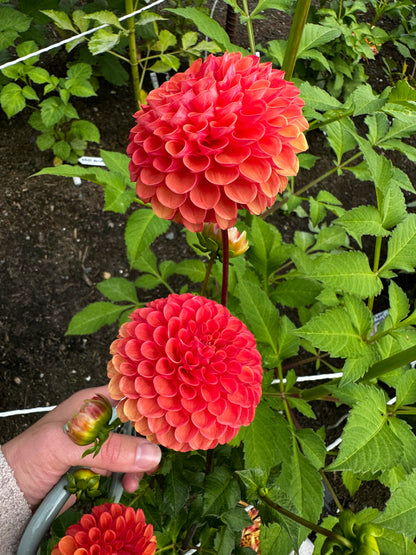 Valley Rust Bucket Dahlia Tuber