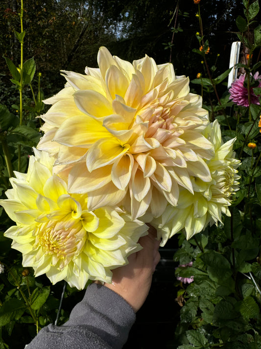 Westerton Lillian Dahlia Tuber