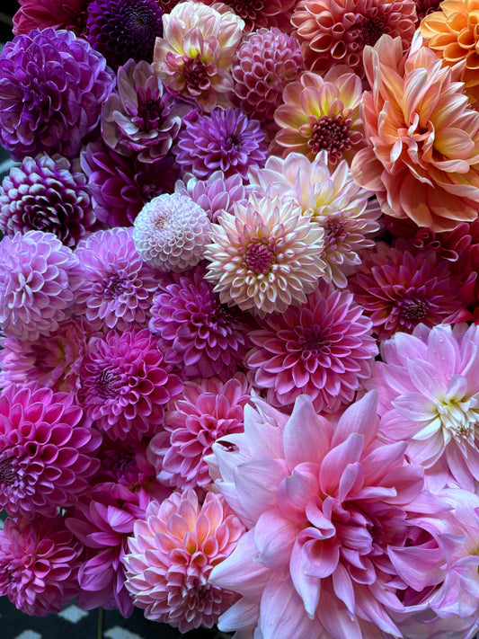 Growers Choice Pinks and Purples