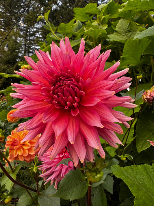 Aljo Dahlia Tuber
