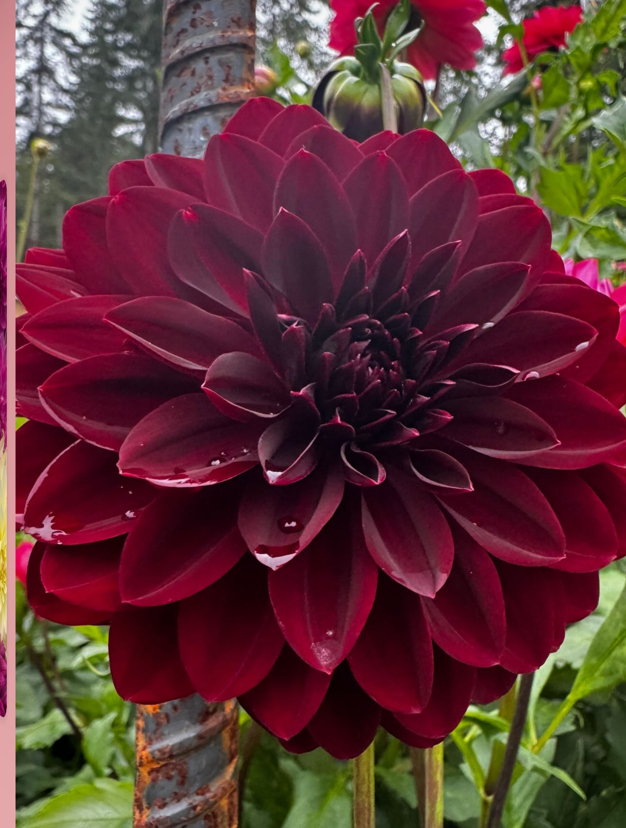 Fidalgo Blacky Dahlia Tuber