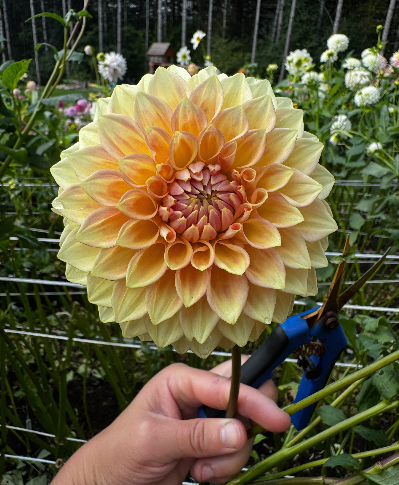 Bloomquist Alan Dahlia Tuber