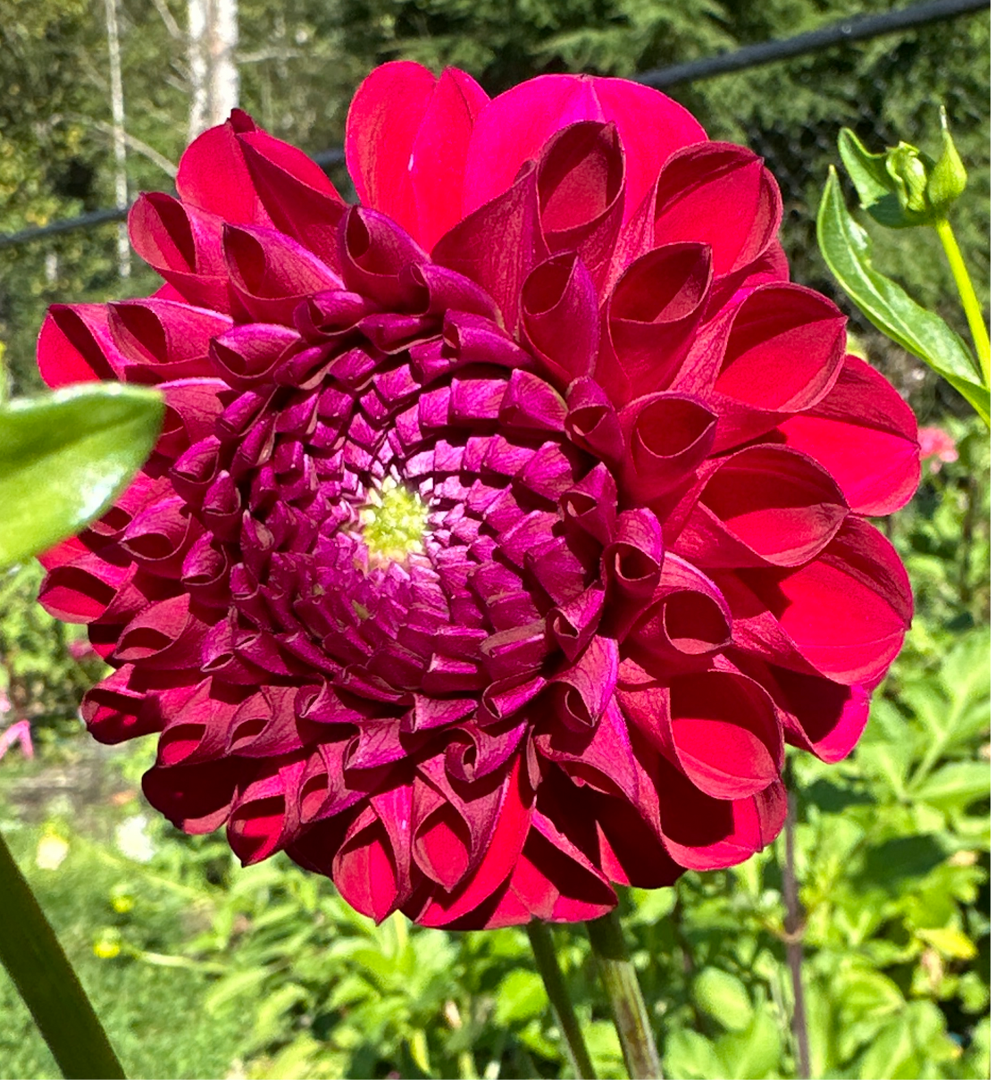 AC Bugsy Dahlia Tuber