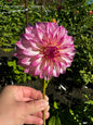 Colorado Classic Dahlia Tuber