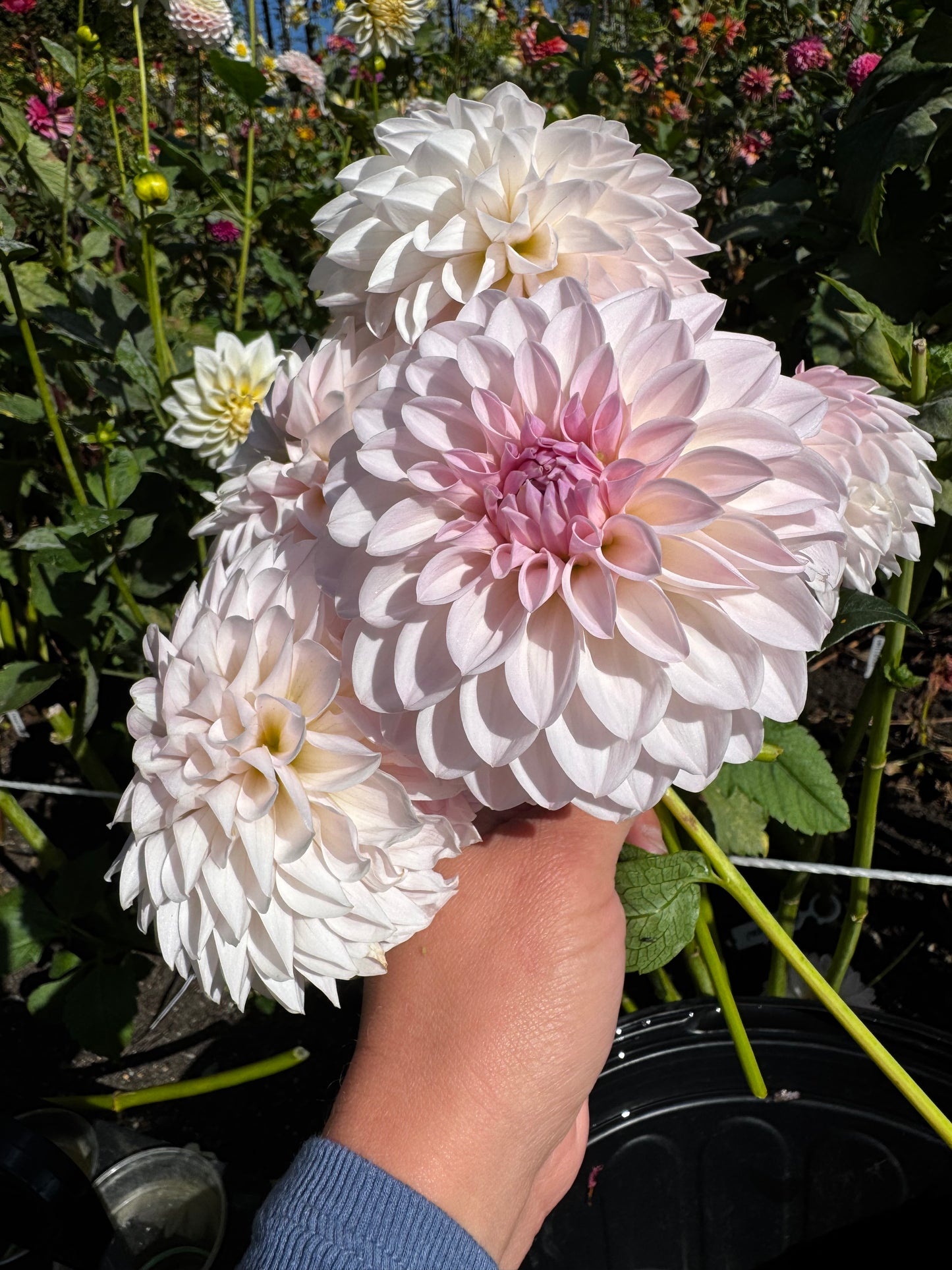 Bloomquist Tory P Dahlia Tuber