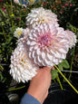 Bloomquist Tory P Dahlia Tuber