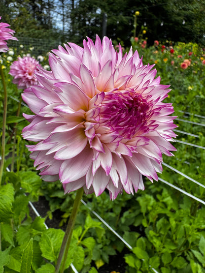 Hollyhill Pinkie Dahlia Tuber