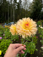 Lakeview Peach Fuzz Dahlia Tuber