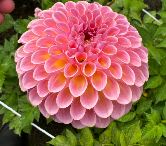 Jowey Winnie Dahlia Tuber