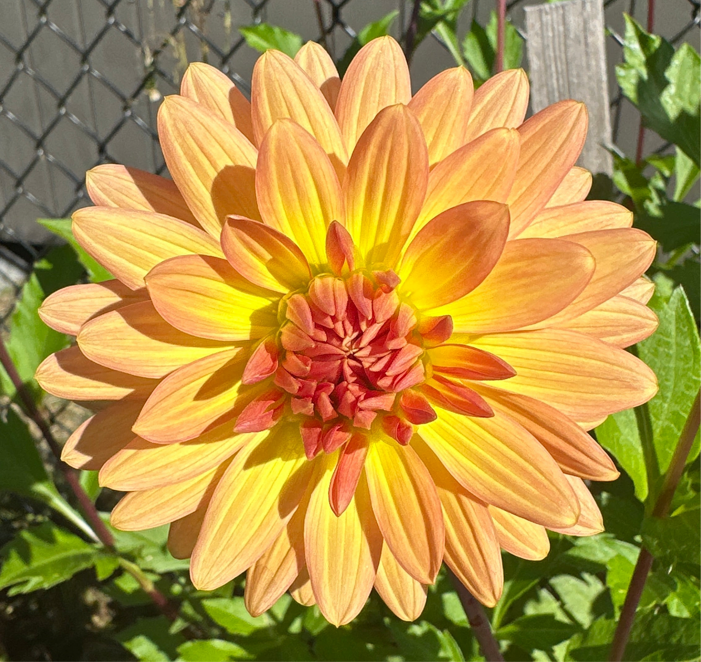 Bear Creek Sunrise Dahlia Tuber