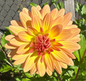 Bear Creek Sunrise Dahlia Tuber