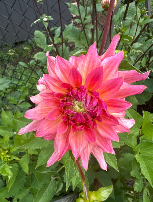 Just Peachy Dahlia Tuber