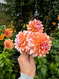 A La Mode Dahlia Tuber