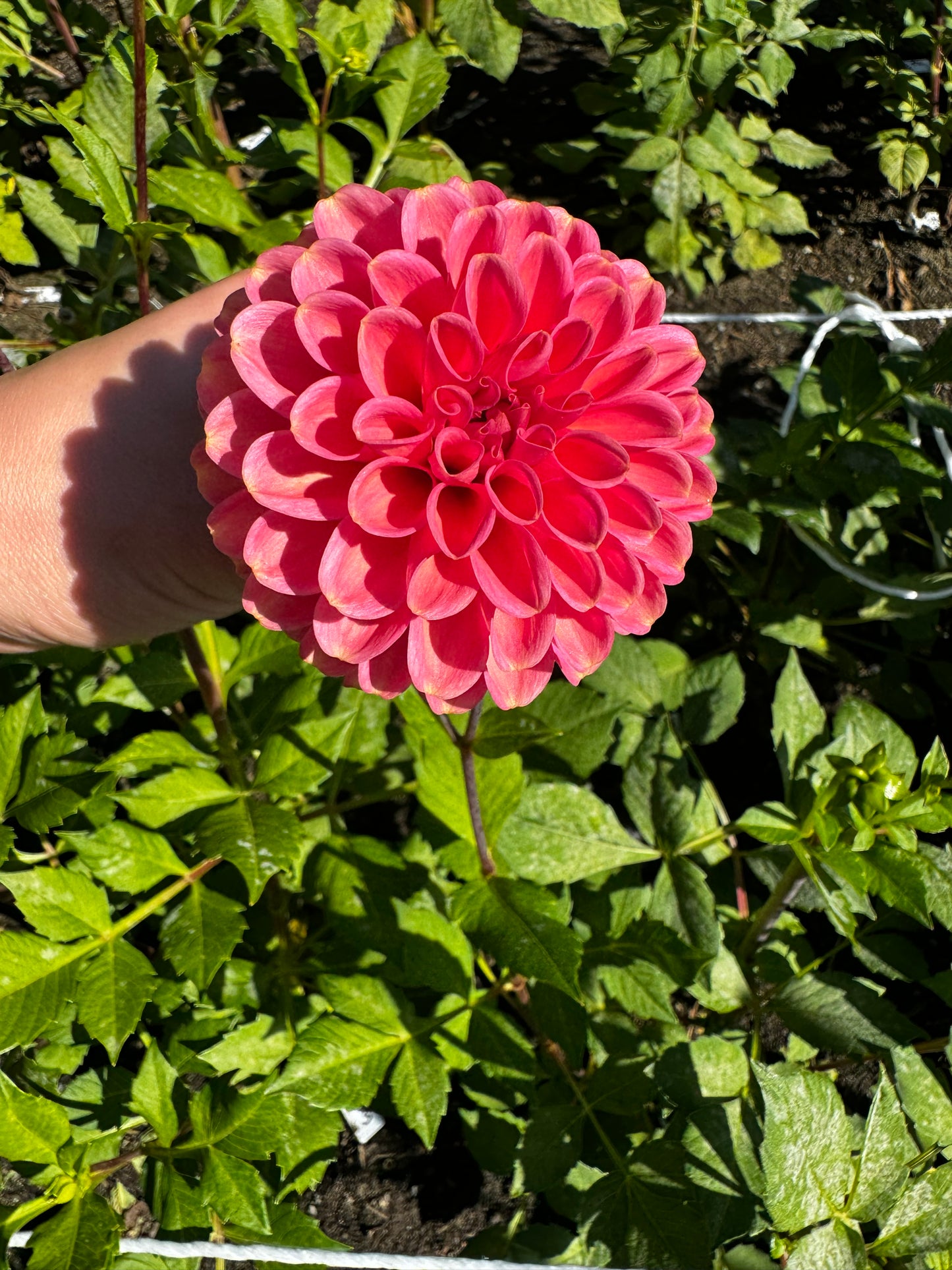 Zundert Mystery Fox Dahlia Tuber