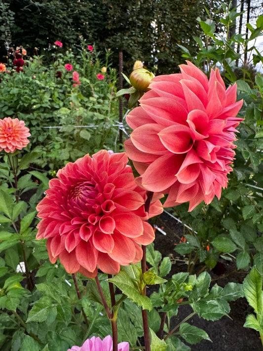 Hy Patti Dahlia Tuber