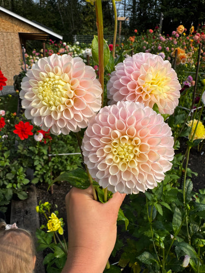 Hollyhill Polyanna Dahlia Tuber