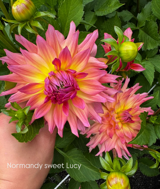 Normandy Sweet Lucy Dahlia Tuber