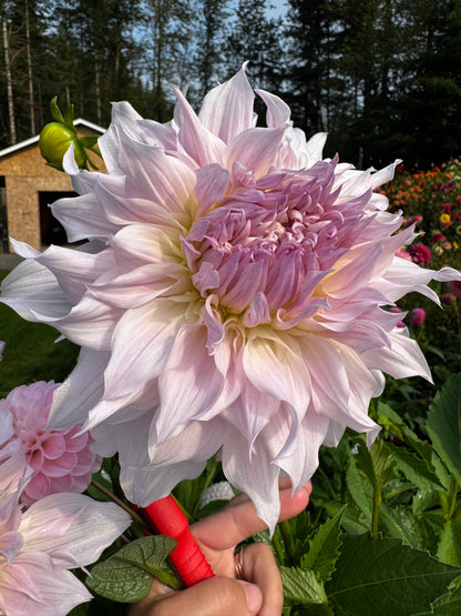 Shiloh Noelle Dahlia Tuber