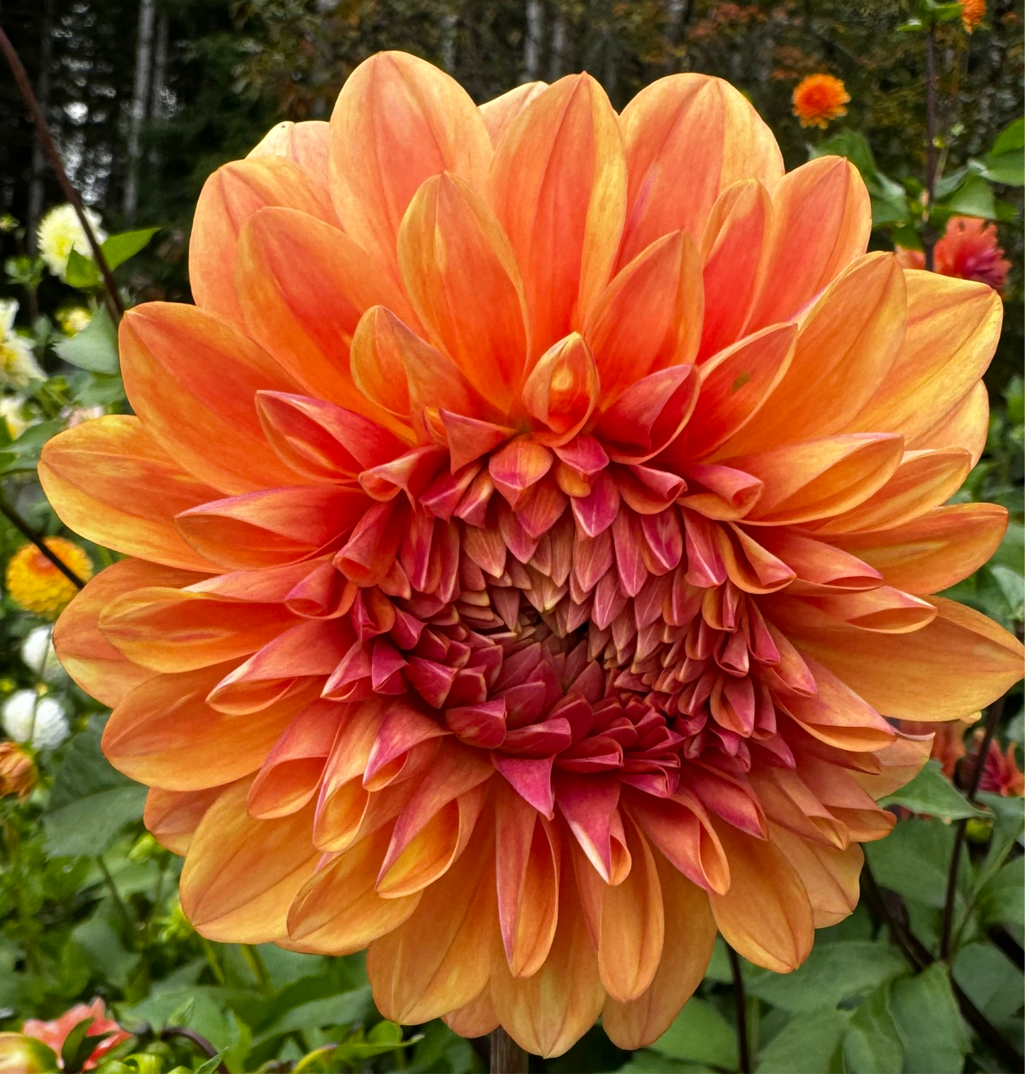 Ferncliff Copper Dahlia Tuber