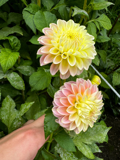 Sugartown Sunrise Dahlia Tuber