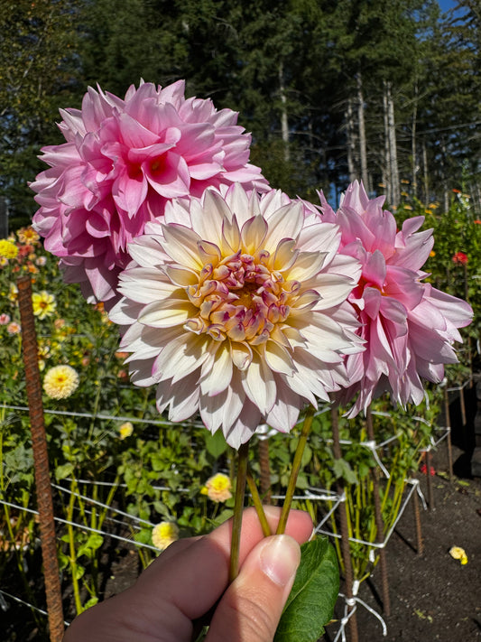Hollyhill Pinkie Dahlia Tuber