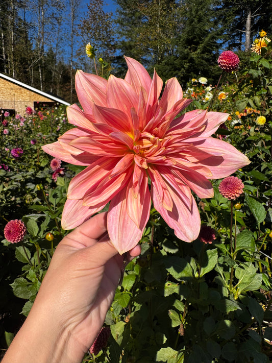 Andy’s Legacy Dahlia Tuber