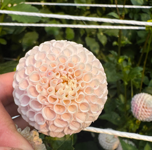 Fifi Dahlia Tuber Limit 1