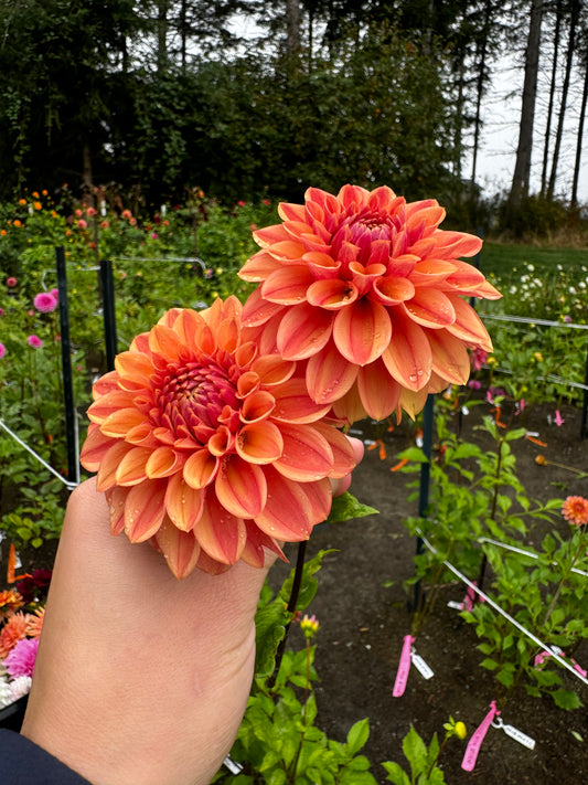 Ice tea Dahlia Tuber