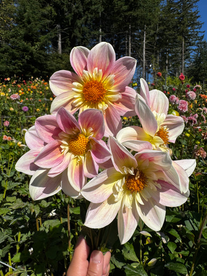 Ferncliff Dolly Dahlia Tuber