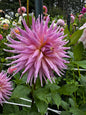 Wyns Mauve Mist Dahlia Tuber