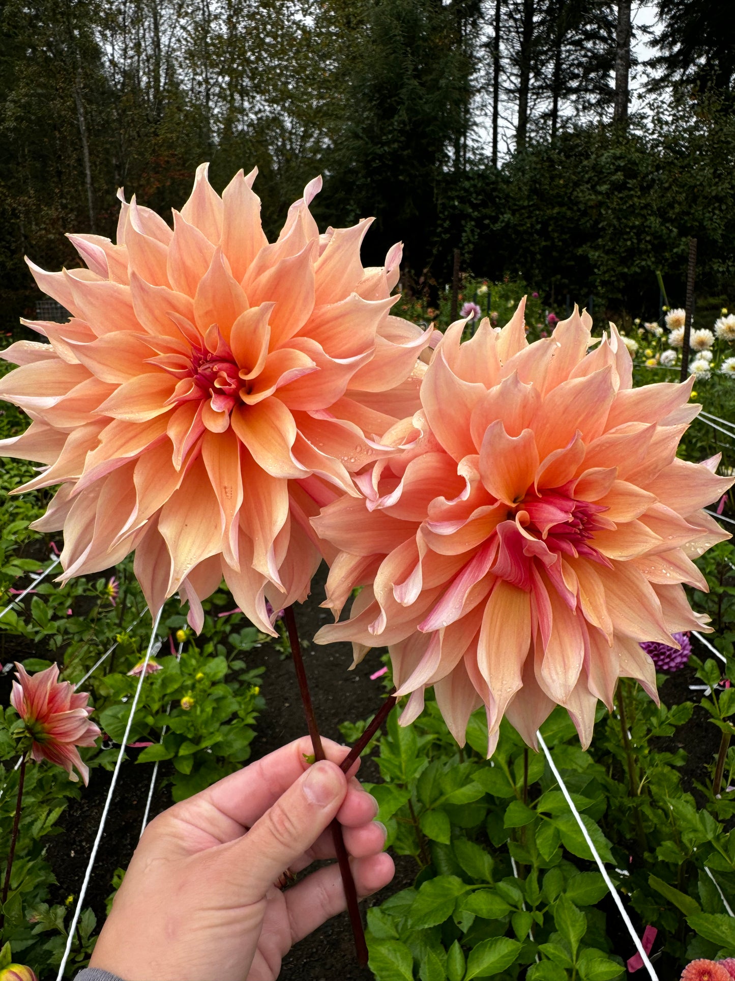 Labryinth Dahlia Tuber