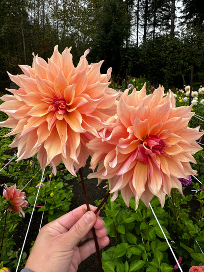 Labryinth Dahlia Tuber