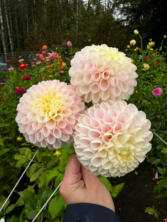 Camano Zoe Dahlia Tuber