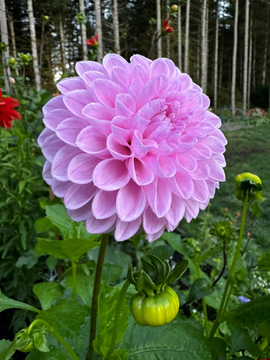 Willowfield Matthew Dahlia Tuber