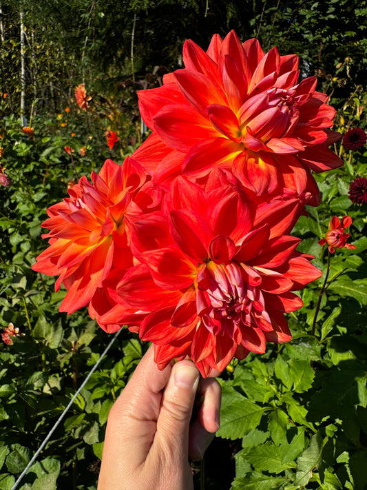 Cooper Blaine Dahlia Tuber