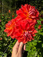 Cooper Blaine Dahlia Tuber