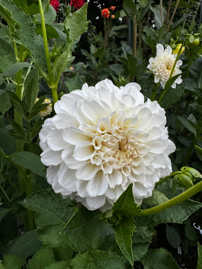 Irish Ruffles Dahlia Tuber