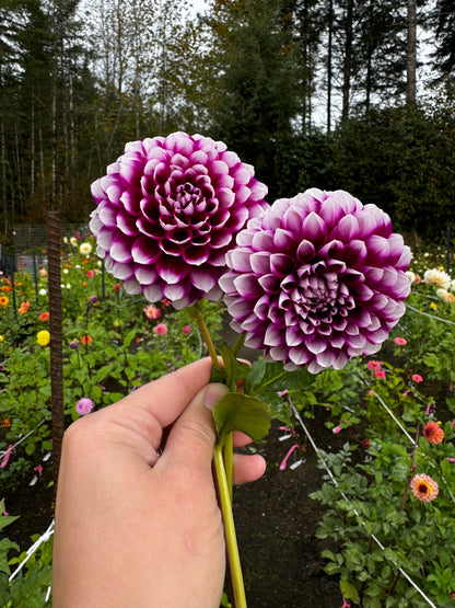 Sharky Dahlia Tuber Small